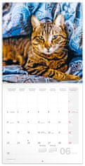 Presco Publishing Poznámkový kalendář Kočky 2025, 30 × 30 cm