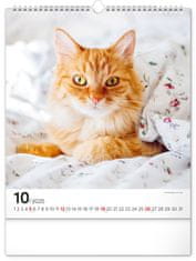 Grooters Nástěnný kalendář Kočky 2025, 30 × 34 cm