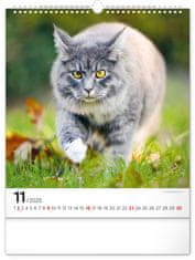 Presco Publishing Nástěnný kalendář Kočky 2025, 30 × 34 cm