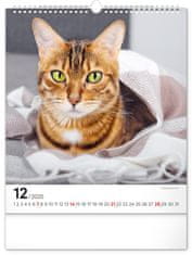Grooters Nástěnný kalendář Kočky 2025, 30 × 34 cm