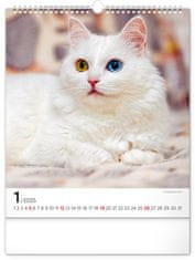 Presco Publishing Nástěnný kalendář Kočky 2025, 30 × 34 cm