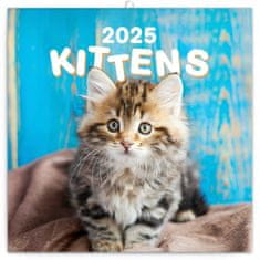 Grooters Poznámkový kalendář Koťata 2025, 30 × 30 cm