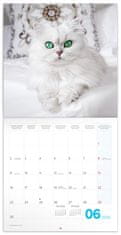 Presco Publishing Poznámkový kalendář Koťata 2025, 30 × 30 cm