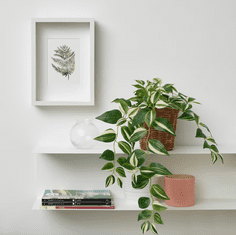 IKEA  Umělá rostlina v květináči Tradescantia zebrina 60 cm