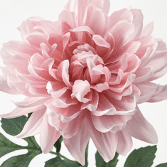 IKEA  Umělá květina Jiřina světle růžová 75 cm