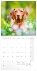 Presco Publishing Poznámkový kalendář Psi 2025, 30 × 30 cm