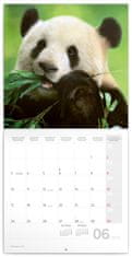 Presco Publishing Poznámkový kalendář Pandy 2024, 30 × 30 cm