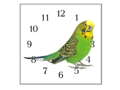 Glasdekor Nástěnné hodiny 30x30cm papoušek andulka vlnkovaná - Materiál: kalené sklo