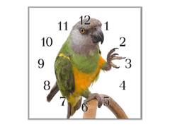 Glasdekor Nástěnné hodiny 30x30cm papoušek senegalský - Materiál: kalené sklo