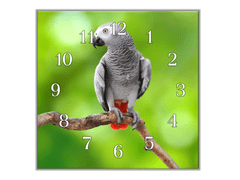 Glasdekor Nástěnné hodiny 30x30cm papoušek žako zelené pozadí - Materiál: kalené sklo