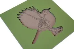 Montessori pomůcky Puzzle s kostrou - pták
