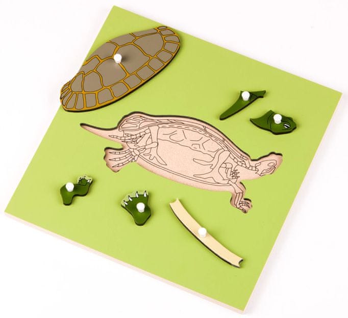 Montessori pomůcky Puzzle s kostrou - želva