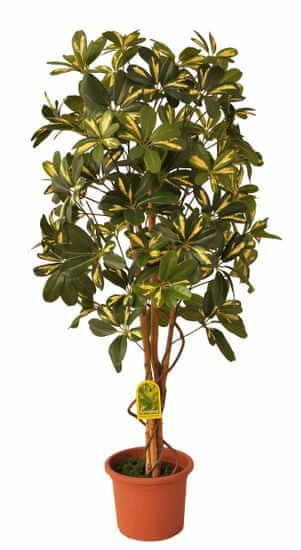EverGreen Schefflera strom výška 110 cm v květináči, žlutá