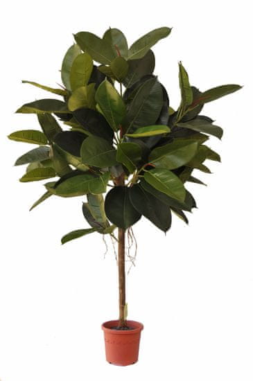 EverGreen Ficus elastica výška 150 cm v květináči