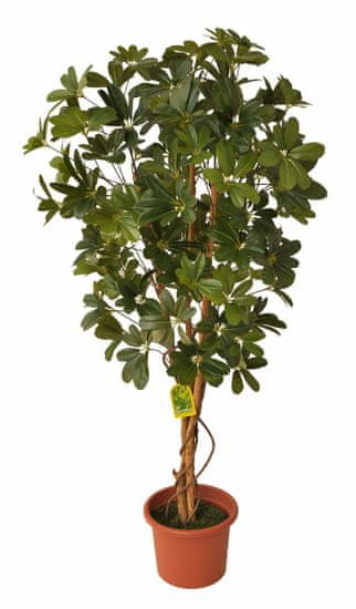 EverGreen Schefflera strom výška 140 cm v květináči, zelená