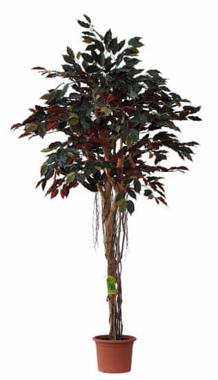 EverGreen Capensia vzdušné kořeny výška 170 cm v květináči