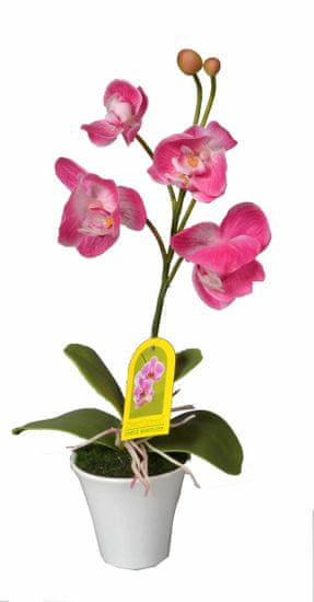 EverGreen Orchidea v květináči výška 35 cm, růžová