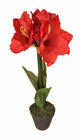 EverGreen Amarylis v květináči výška 60 cm, červená
