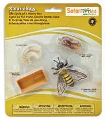 Safari Ltd. Životní cyklus - Včela
