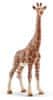 14750 Žirafa samice