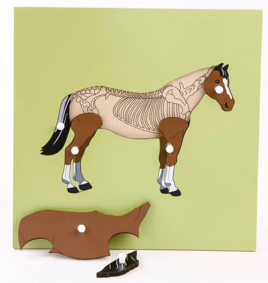 Levně Montessori pomůcky Puzzle s kostrou - kůň