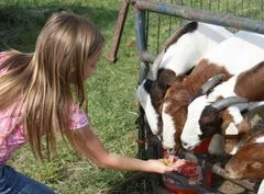 Allegria na farmu za zvířaty