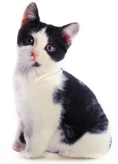 Lamps Polštářek 36 x 22 cm černobílé kotě