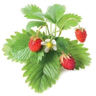 Click and Grow lesní jahody, kapsle se semínky a substrátem 3 ks