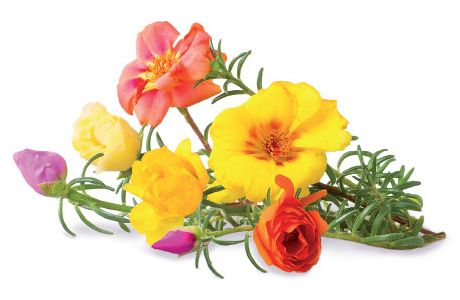 Click and Grow náplň pro smart květináče a farmy - Šrucha velkokvětá, 3ks v balení