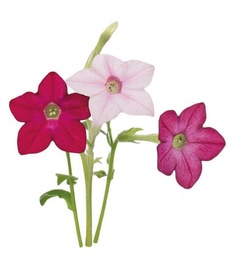 Click and Grow náplň pro smart květináče a farmy - Sladký tabák, 3ks v balení