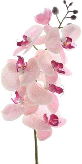 Kaemingk Orchidej mnohokvětá, světle růžová, 77 cm
