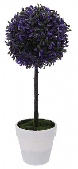 Koopman Zimostráz na kmínku v bílém květináči, 45 cm, purpura