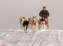 Allegria jízda se psím spřežením po celý rok Šumpersko