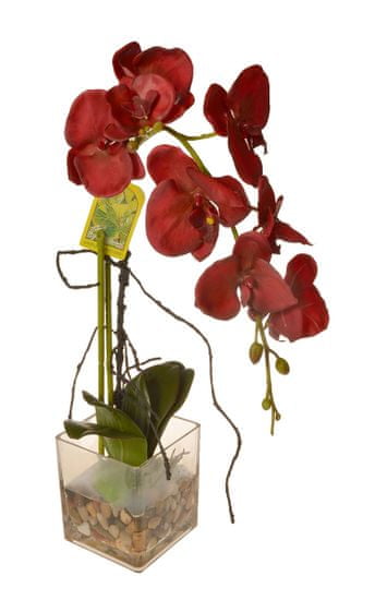 EverGreen Orchidea ve skle, výška 56 cm - zánovní