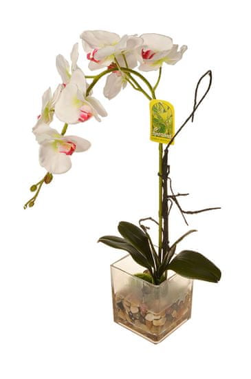 EverGreen Orchidea ve skle, výška 56 cm 3