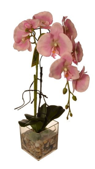 EverGreen Orchidea ve skle, výška 56 cm 2