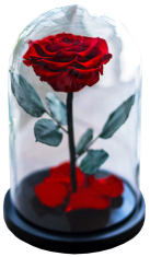 Věčna růže ve skle «Kráska a Zvíře» - 27cm, červená