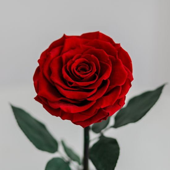 Image result for obrázek růže