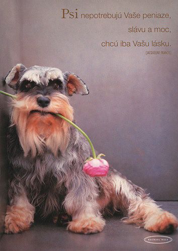 Rachael Hale Blahopřání , pes s ružovým kvetom