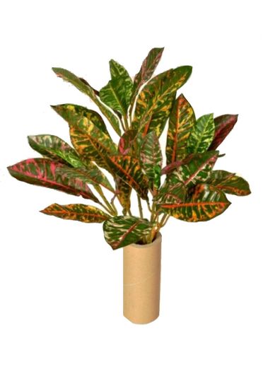 EverGreen Croton, 5 výhonů, 50 cm