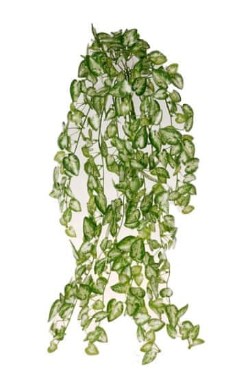 EverGreen Minilístková rostlina Syngonium, 70 cm