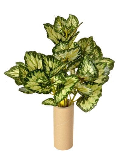 EverGreen Begonia, 5 výhonů, 50 cm