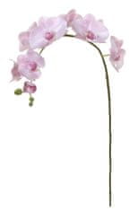 Shishi Orchidej (Phalaenopsis) světle růžová, 96 cm