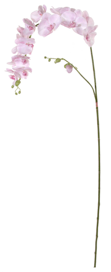 Shishi Orchidej (Phalaenopsis) světle růžová, 176 cm