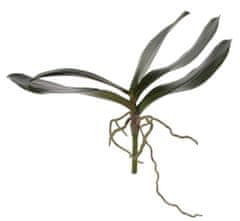 Shishi Orchidej (Phalaenopsis) listy, 35 cm
