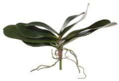 Shishi Orchidej (Phalaenopsis) listy, 45 cm