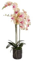 Shishi Orchidej (Phalaenopsis) s květináčem růžovo-žlutá, 90 cm