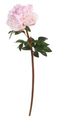 Shishi Pivoňka (Paeonia) růžová, 72 cm