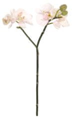 Shishi Orchidej (Phalaenopsis) růžovo-bílá, 30 cm