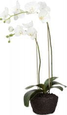 Lene Bjerre Orchidej (Phalaenopsis) s kořenovým balem bílá, 86 cm